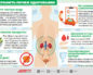 Как определить что почки нормально работают
