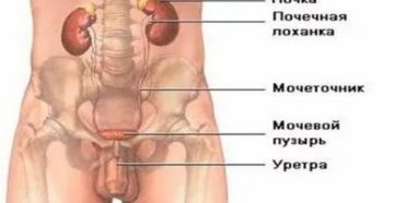 Болит мочевой пузырь и почки у мужчин