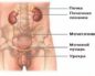Болит мочевой пузырь и почки у мужчин