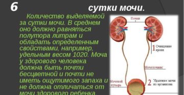 Сколько жидкости перерабатывают почки