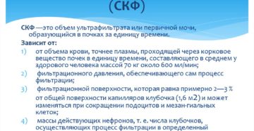 Скорость клубочковой фильтрации это