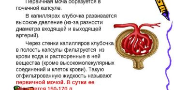 Первичная моча образуется из