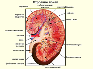 Строение почки в разрезе