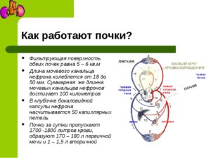 Очень быстро работают почки