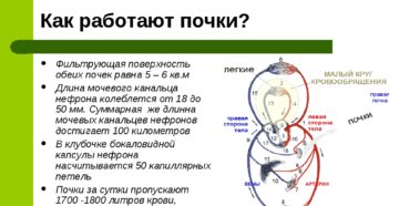 Очень быстро работают почки