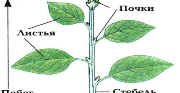 Для почек листья