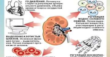 Время работы почки