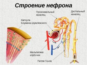 Нефрон в почке рисунок