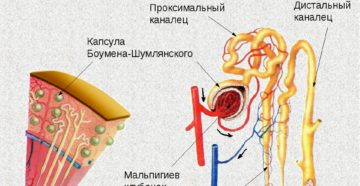 Нефрон почки рисунок