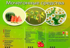 Какие продукты обладают мочегонным эффектом