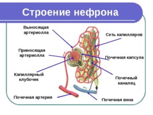 В состав нефрона входит