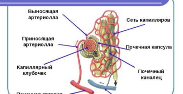 В состав нефрона входит