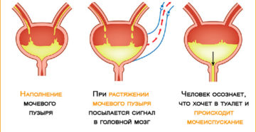 Сколько по времени наполняется мочевой пузырь