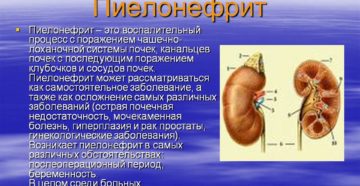 Сколько длится воспаление почек