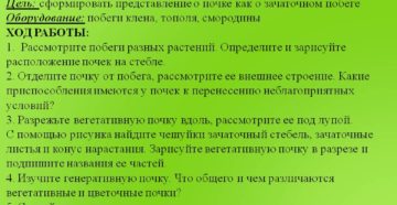 Лабораторная работа строение почек расположение почек на стебле