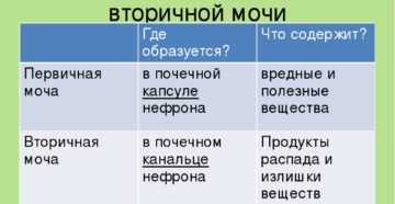 В состав вторичной мочи входят