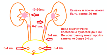 Размер мочеточника у женщин