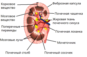 Пирамиды в почках что это