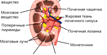Пирамиды в почках что это
