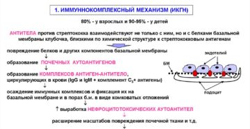 Патогенез протеинурии и гематурии при остром гломерулонефрите