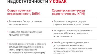 Безбелковая диета при заболевании почек у собак