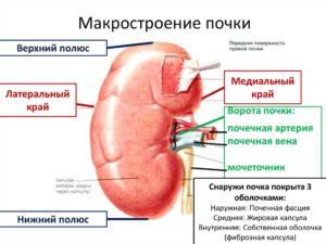 Медиальный край правой почки