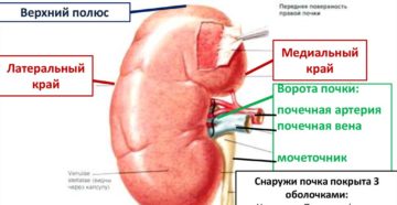 Медиальный край правой почки
