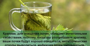 Крапива для почек чем полезна