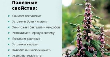 Как влияет пустырник на почки