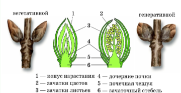 Форма вегетативной почки