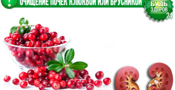 Клюква от песка в почках