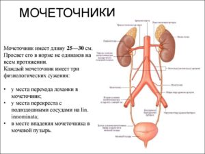 Проксимальный отдел мочеточника где расположен