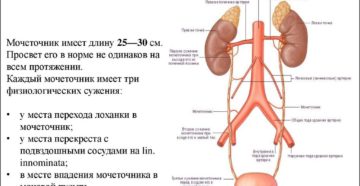 Проксимальный отдел мочеточника где расположен