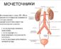 Проксимальный отдел мочеточника где расположен