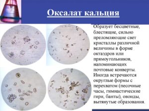 Что такое оксалаты
