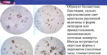 Что такое оксалаты