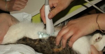 Можно ли лечить мочекаменную болезнь в домашних условиях