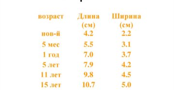 Размер почки мужчины