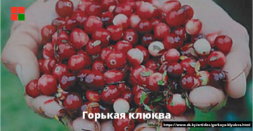 Клюква горчит почему