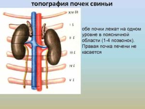 Анальный канал фото