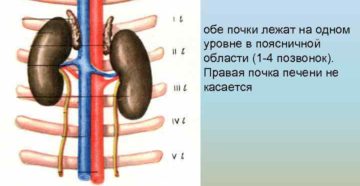 Топография почек у свиней