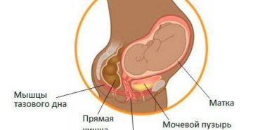Где находится мочевой пузырь у женщин при беременности