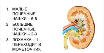 Расширена чашечно лоханочная система у ребенка