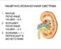 Расширена чашечно лоханочная система у ребенка