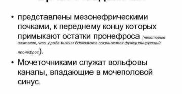 Органы выделения представлены почками