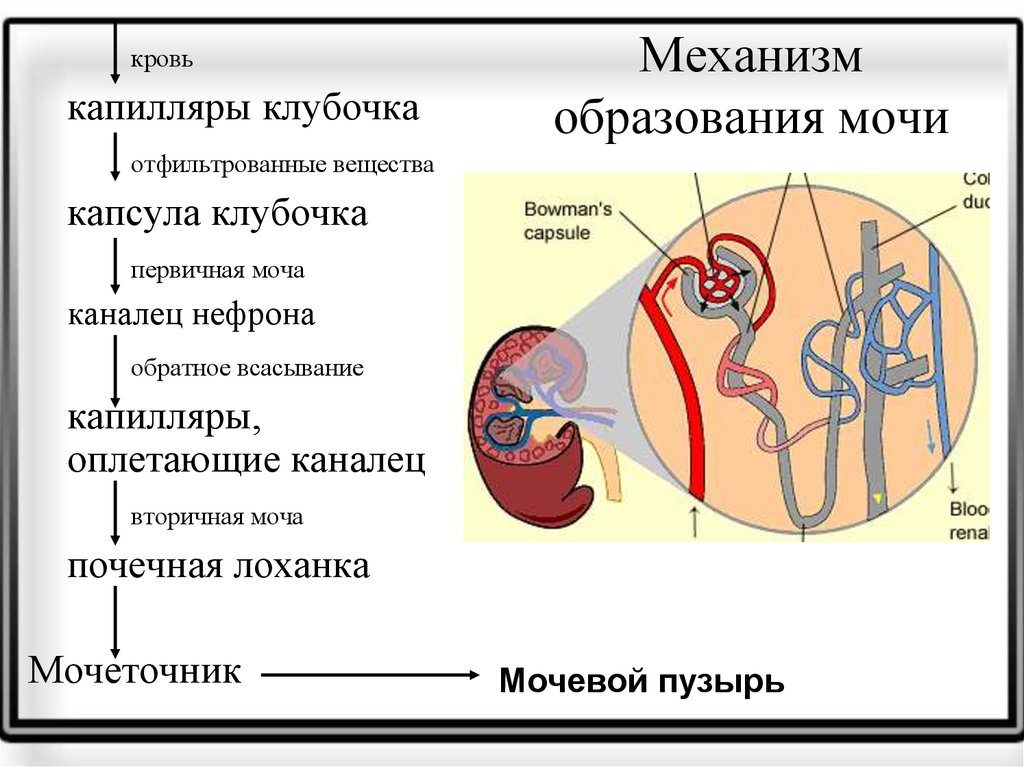 Схема образования мочи