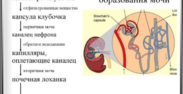 Схема образования мочи