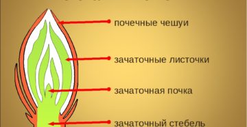 Вегетативная почка и ее части