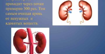 За сколько времени почки очищают кровь