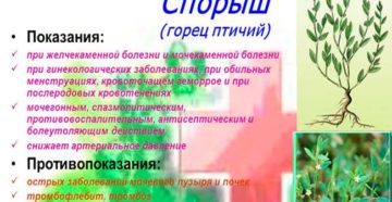 Трава спорыша при мочекаменной болезни